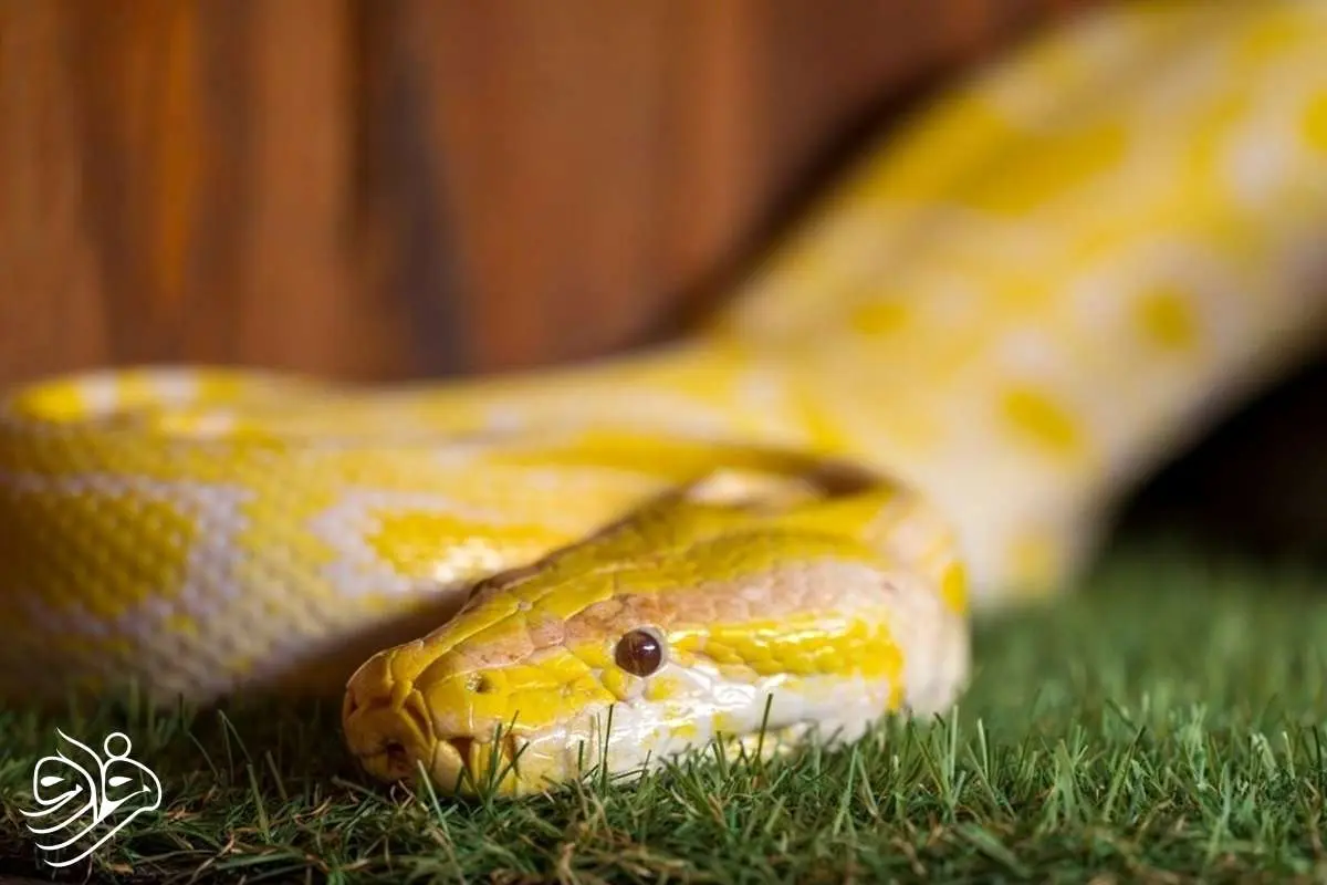 راز شگفت‌انگیز «ادرار مار»؛ سرنخی برای درمان سنگ کلیه و نقرس!