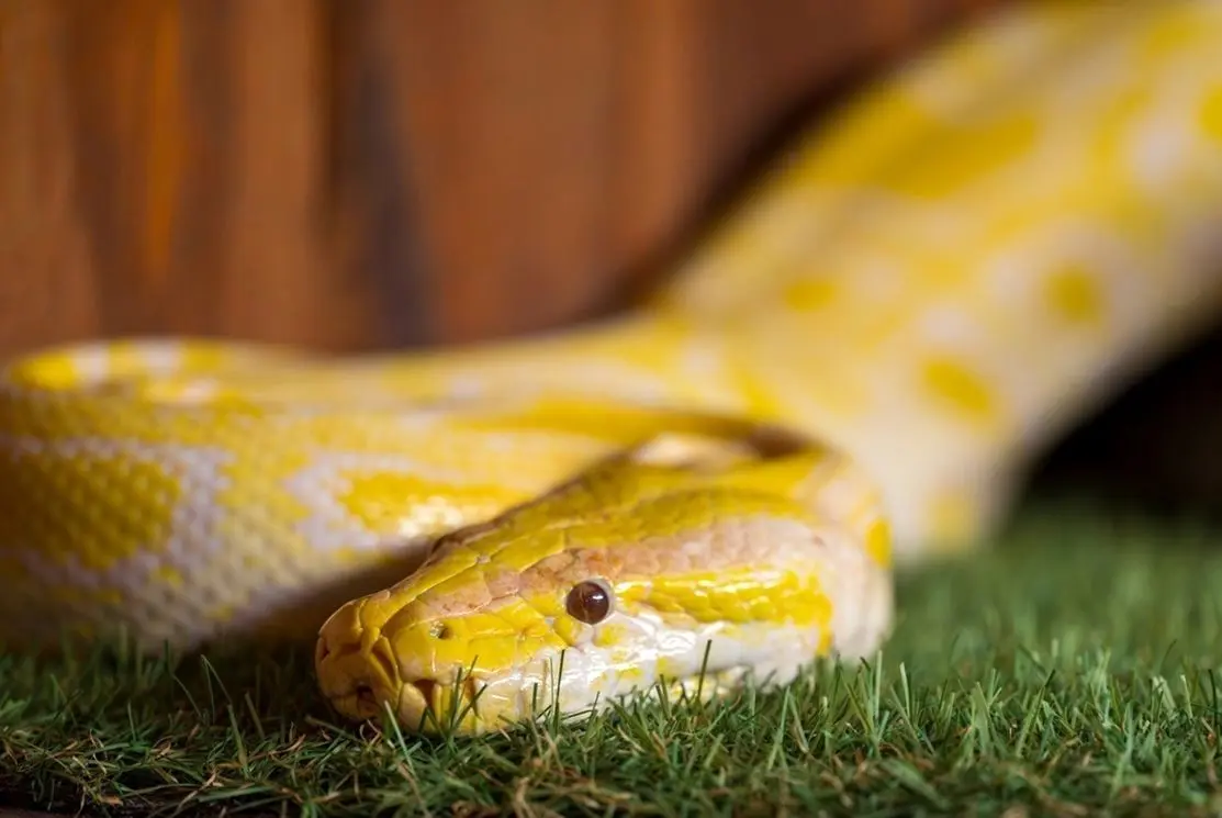 راز شگفت‌انگیز «ادرار مار»؛ سرنخی برای درمان سنگ کلیه و نقرس!