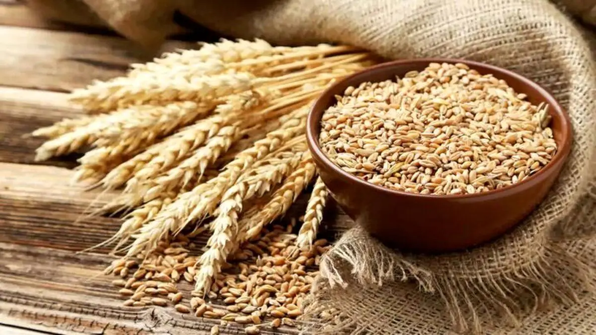 قیمت جدید گندم اعلام شد؛ جزییات جدید درباره پرداخت مطالبات گندم‌کاران