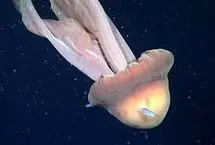 کشف نادر شبح دریایی غول‌پیکر در اعماق اقیانوس