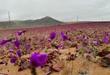 بیابان آتاکاما غرق در گل‌های رنگارنگ شد