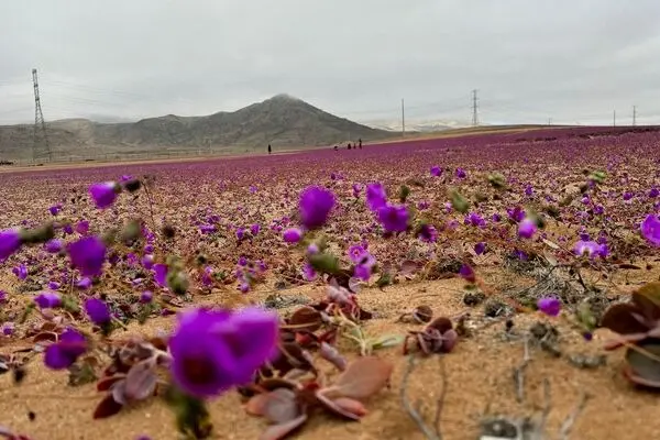 بیابان آتاکاما غرق در گل‌های رنگارنگ شد