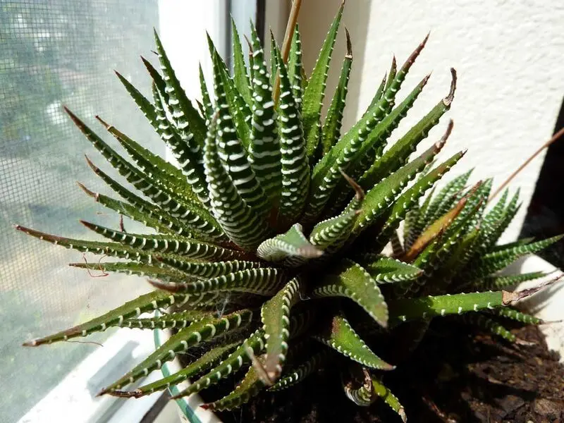  گیاهان آپارتمانی 