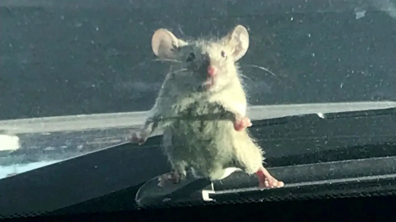 ظاهر شدن موش روی کاپوت یک خودرو وحشت آفرید