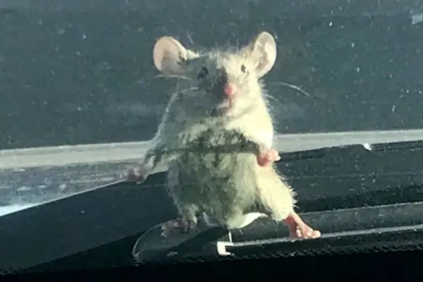 ظاهر شدن موش روی کاپوت یک خودرو وحشت آفرید