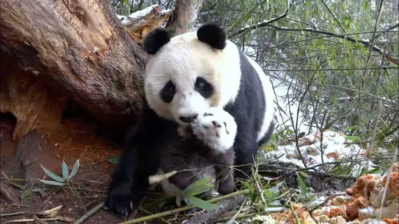 ویدئوی دیدنی از مهر مادری پاندا به توله اش