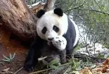 ویدئوی دیدنی از مهر مادری پاندا به توله اش