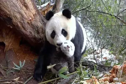 ویدئوی دیدنی از مهر مادری پاندا به توله اش
