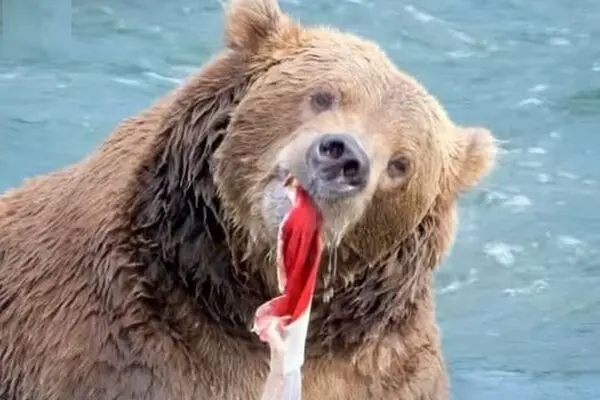 پوست سالمون؛ لقمه چرب خرس‌ قهوه‌ای