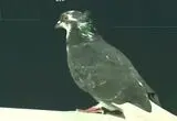 جنجال مهمان ناخوانده در لیگ فوتبال