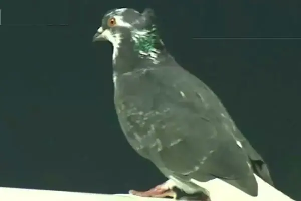 جنجال مهمان ناخوانده در لیگ فوتبال