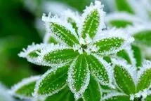 سرمازدگی در کمین محصولات کشاورزی این منطقه