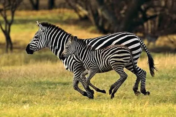 دفاع شجاعانه گورخر مقابل حمله پلنگ به توله‌اش