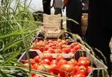 رفع ممنوعیت صادرات گوجه‌فرنگی زراعی و پیاز