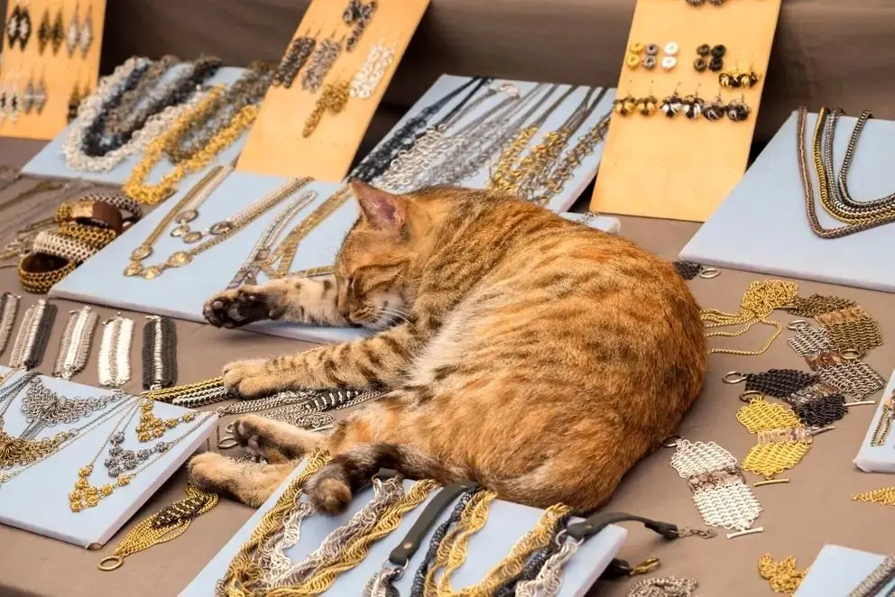 گربه نجات‌یافته نگهبان طلافروشی ناجی‌اش شد