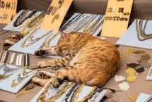 گربه نجات‌یافته نگهبان طلافروشی ناجی‌اش شد