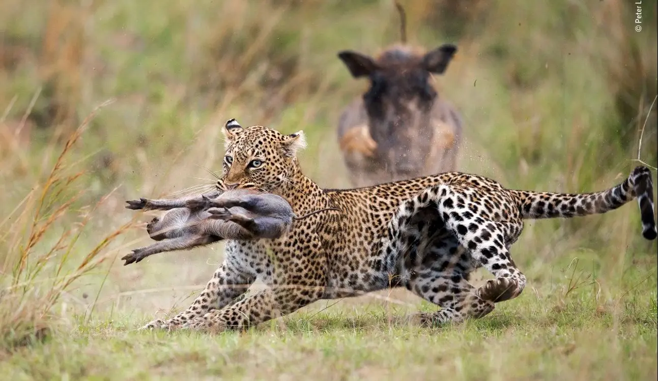 شکار سه‌گانه پلنگ؛ نادرترین لحظه حیات وحش