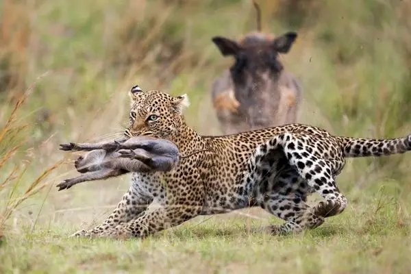 شکار سه‌گانه پلنگ؛ نادرترین لحظه حیات وحش