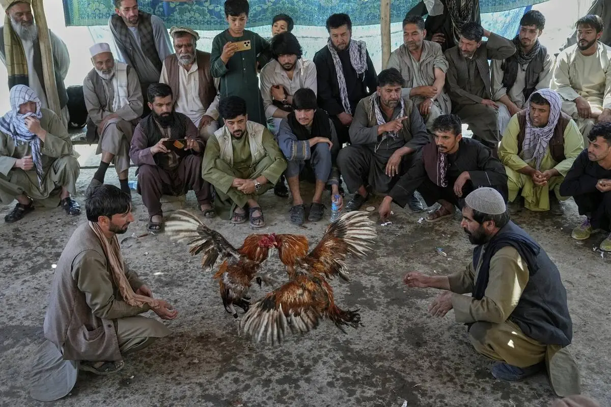گالری