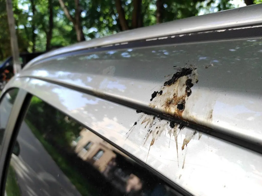 فضولات پرندگان کدام رنگ خودرو را سریع‌تر خراب می‌کنند؟