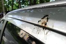 فضولات پرندگان کدام رنگ خودرو را سریع‌تر خراب می‌کنند؟