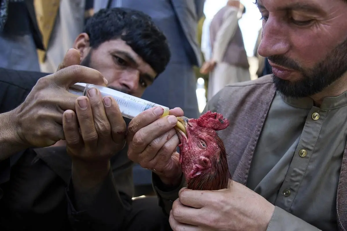 گالری