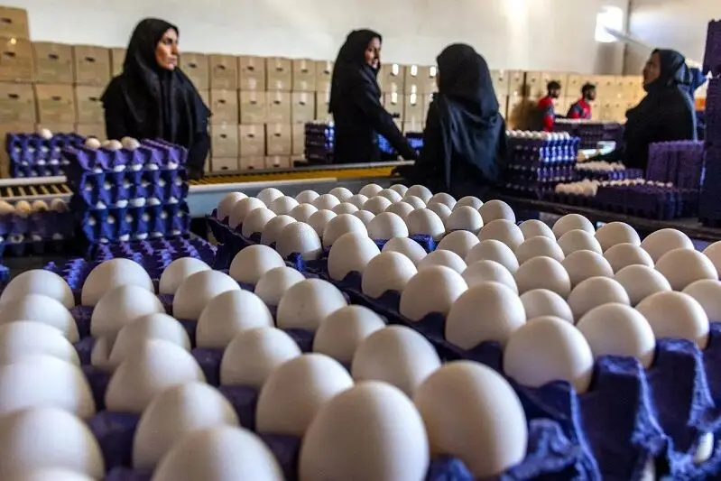 قیمت تخم‌مرغ در بازار