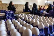قیمت جدید تخم‌مرغ اعلام شد