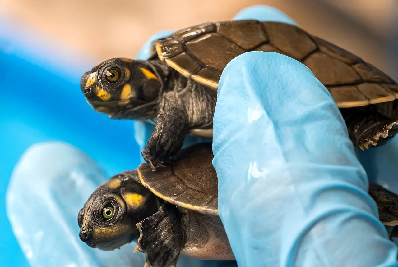  رهاسازی ۶۵۰۰ لاک‌پشت در خطر انقراض در آمازون