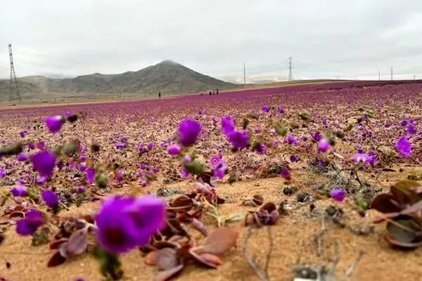 ببینید؛ پدیده‌ای نادر خشک‌ترین بیابان جهان را شکوفا کرد