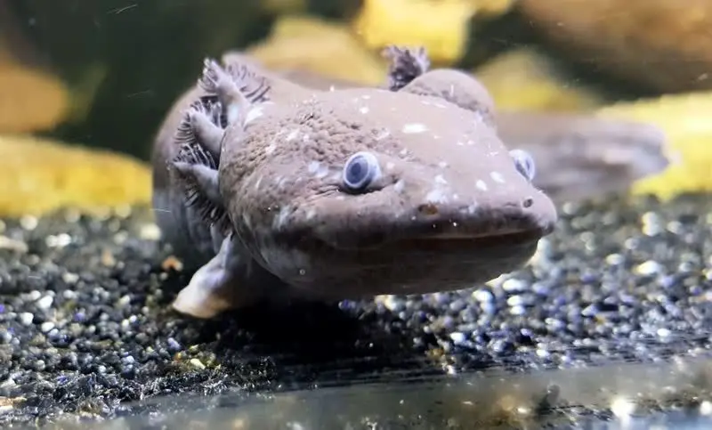 راز توانایی عجیب سمندرها در بازسازی اندام‌ها فاش شد!