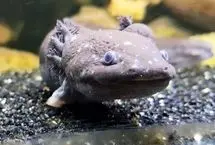 راز توانایی عجیب سمندرها در بازسازی اندام‌ها فاش شد!