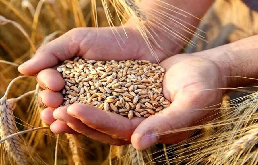 مطالبات گندمکاران تا ۱۰ روز دیگر پرداخت می‌شود