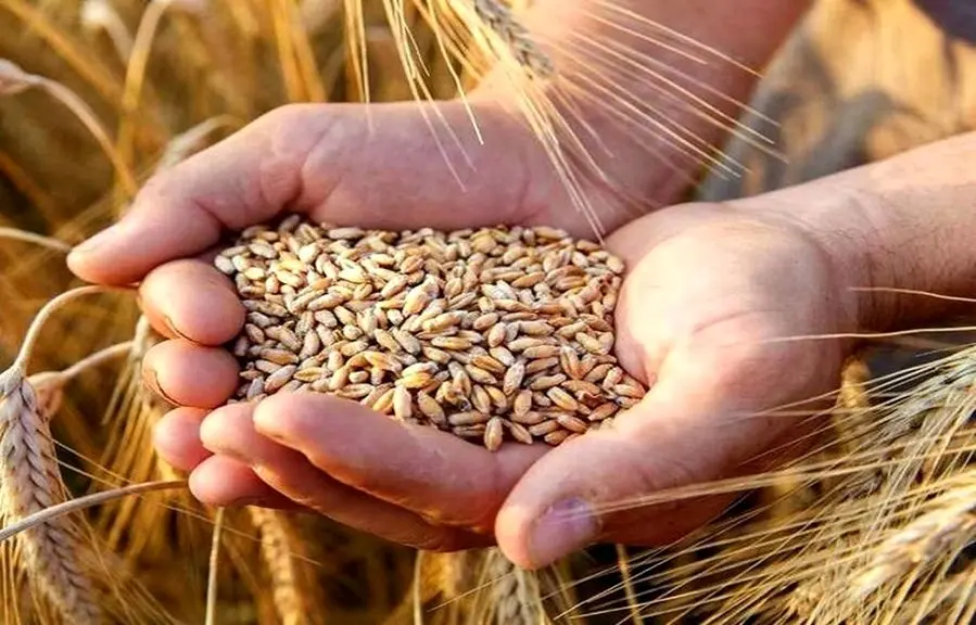 مطالبات گندمکاران تا ۱۰ روز دیگر پرداخت می‌شود