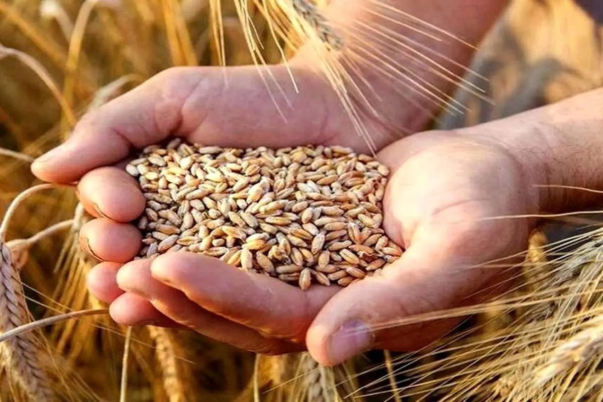 مطالبات گندمکاران تا ۱۰ روز دیگر پرداخت می‌شود