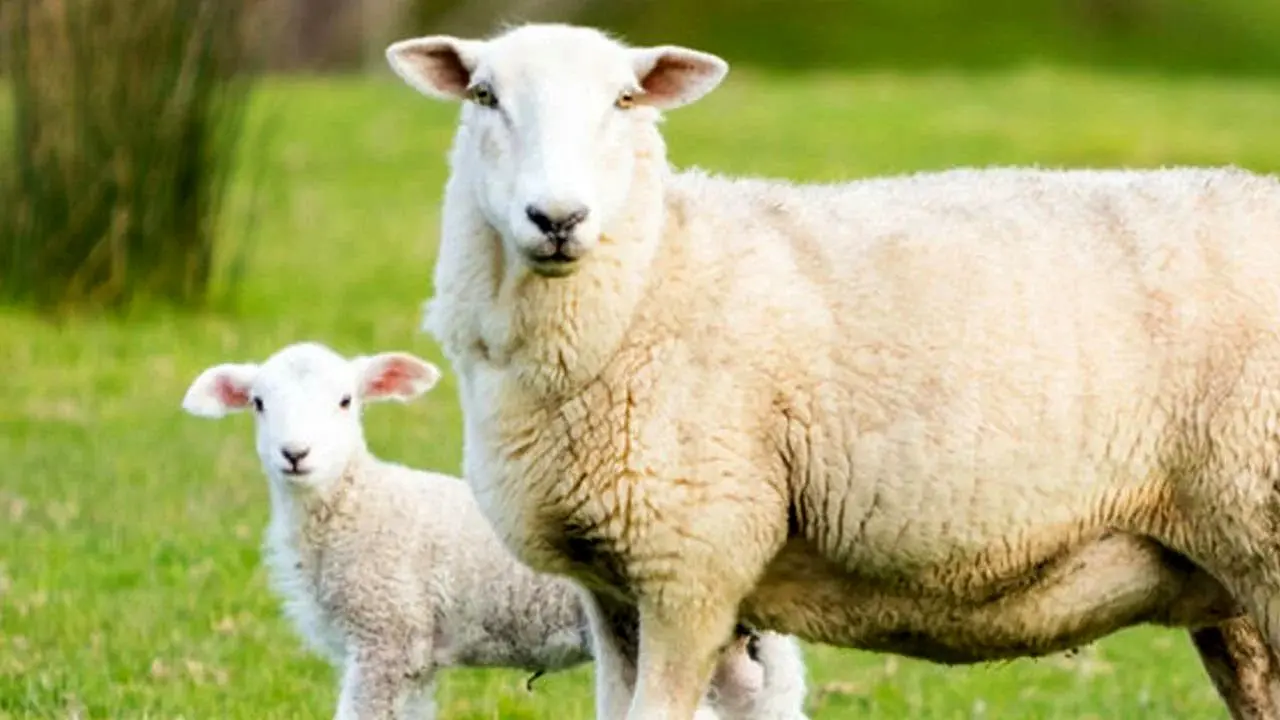 محافظت گوسفند از بره تازه‌متولدشده در برابر سگ  
