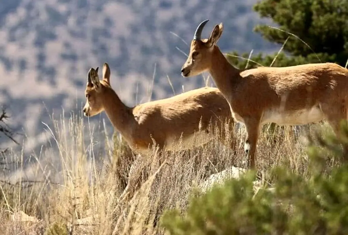 انفجارهای پیاپی و آسیب‌ جدی بر طبیعت و حیات‌وحش