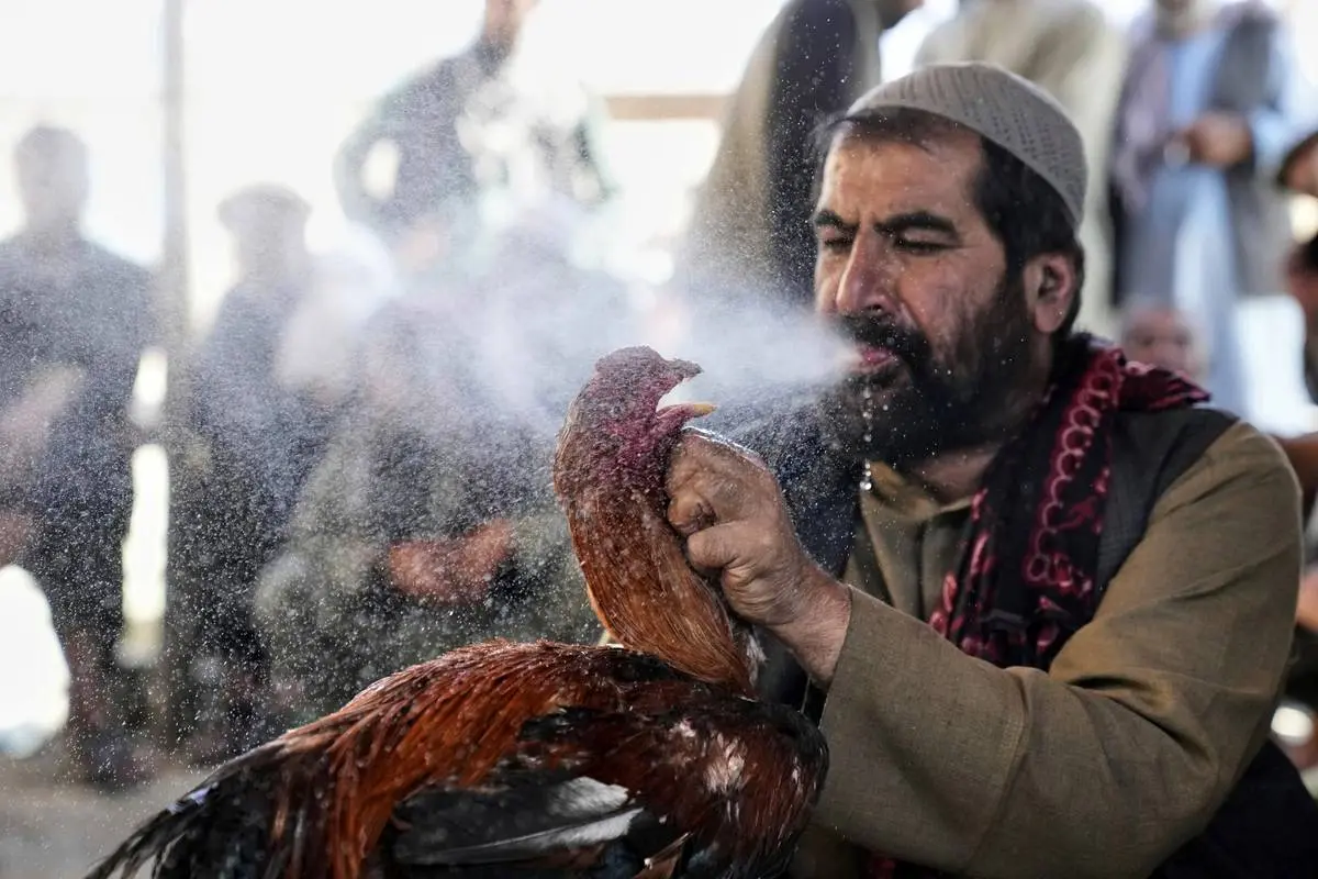 گالری