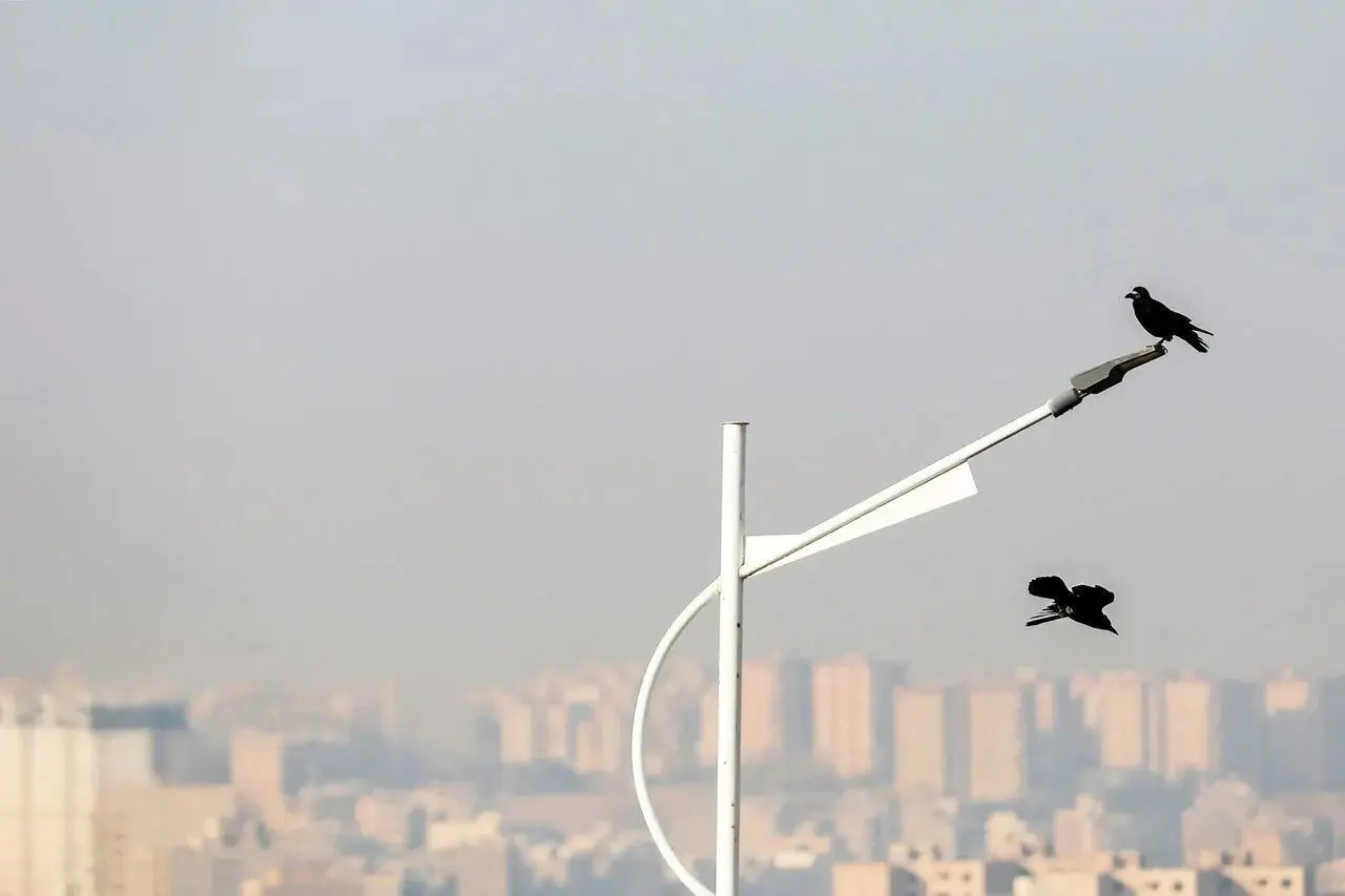 پنجره را باز کن خفه شدیم/ درباره عکسی از کلاغ و آلودگی هوا
