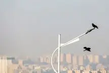 پنجره را باز کن خفه شدیم/ درباره عکسی از کلاغ و آلودگی هوا
