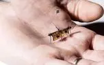 کوچکترین ربات جهان تغییر شکل می‌دهد