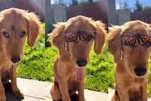 مهمان ناخوانده روی پیشانی یک توله سگ بامزه