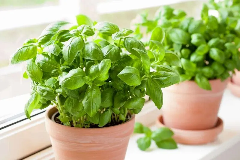 ۱۰ غول گیاهی همه فن حریف برای سلامت بیشتر
