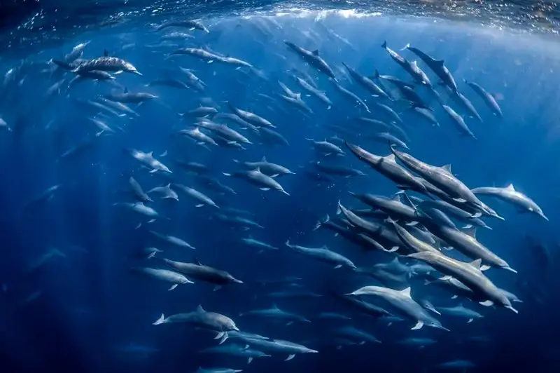 تصاویر حیات وحش