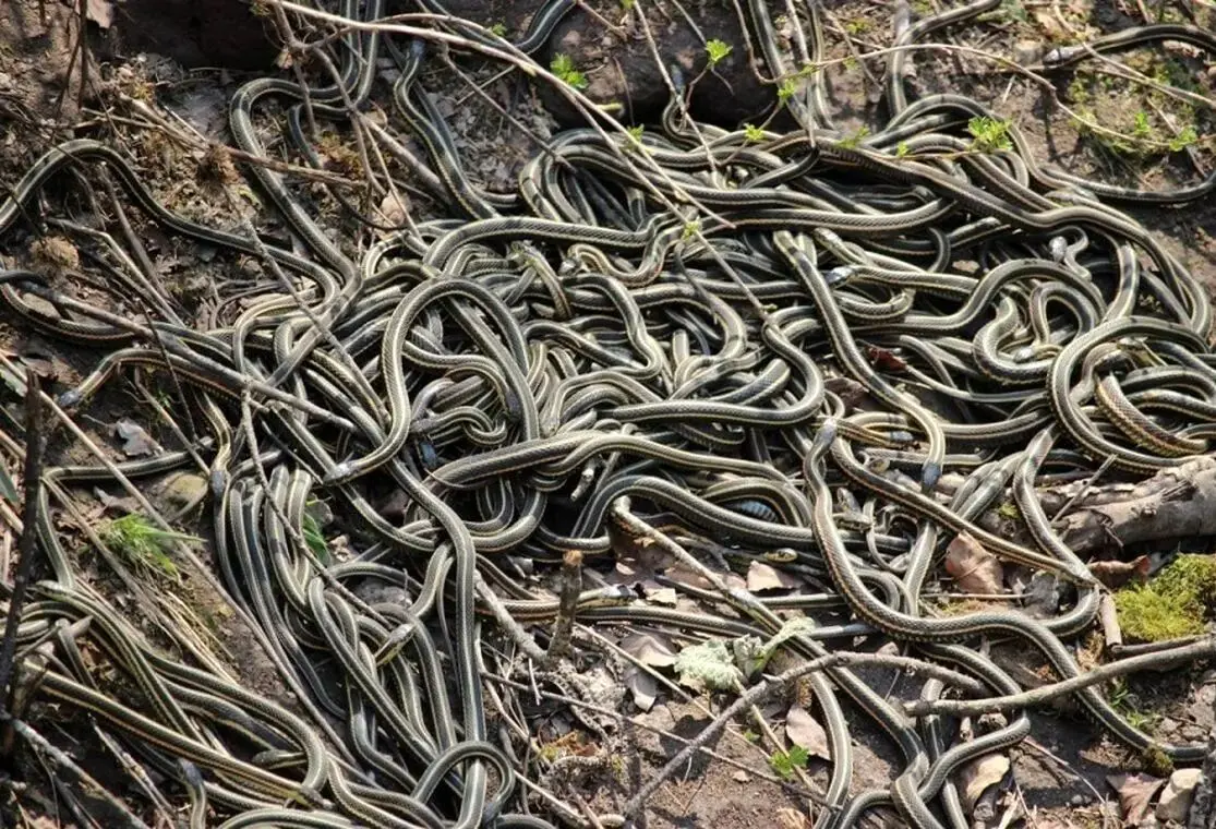 بزرگ‌ترین لانه مار جهان در کانادا با ۱۰۰ هزار ساکن زمستانی