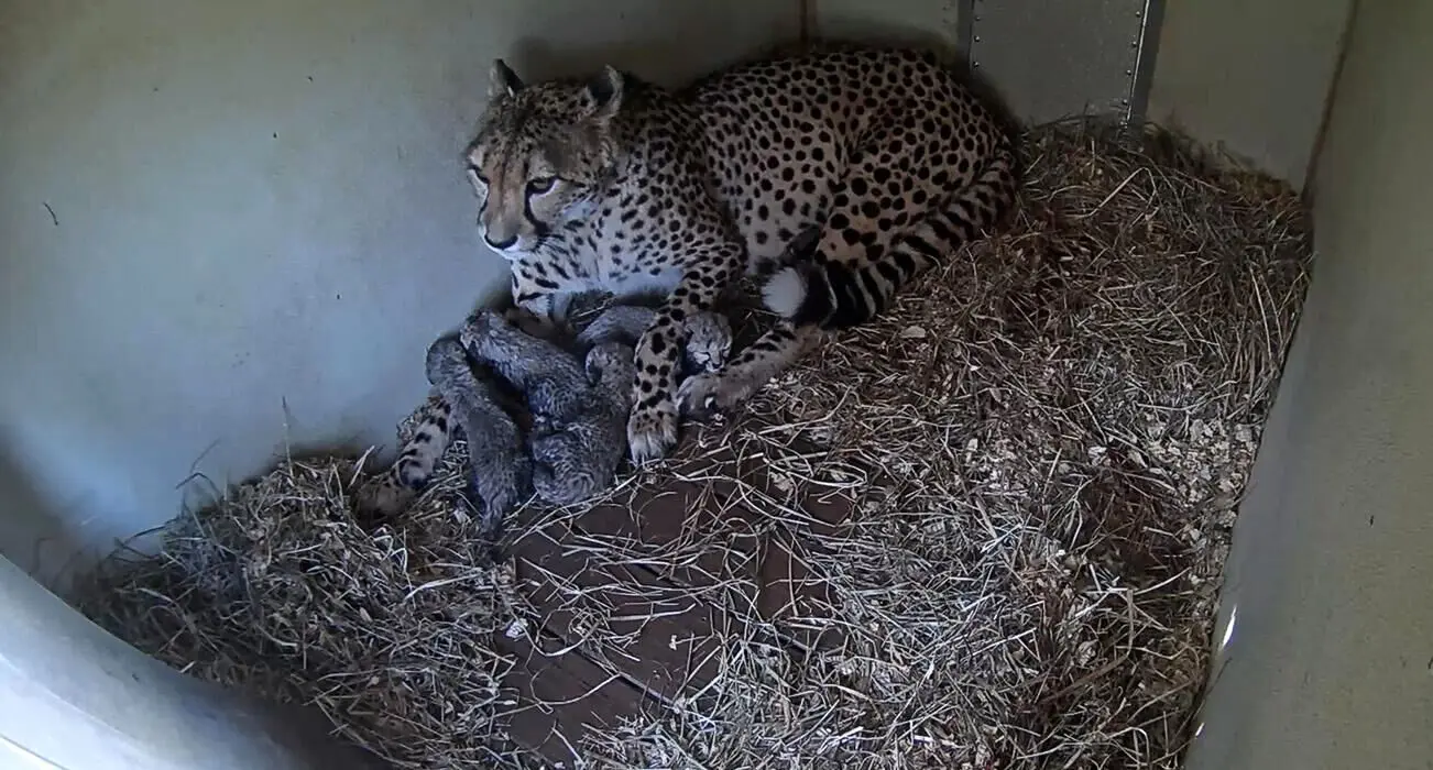تولد چهار توله یوزپلنگ در باغ وحش ویرجینیا