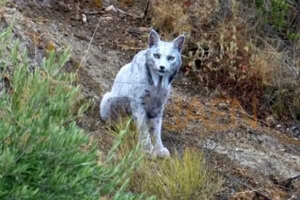 ثبت تصویر نخستین سیاه‌گوش سفید ایبری در جهان 