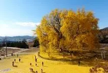 زیبایی جاودانه طبیعت؛ درخت ۸۰۰ ساله در کره‌جنوبی