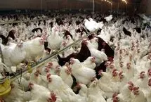 ماجرای خفه کردن مرغ‌ها با گاز در مرغداری‌ها