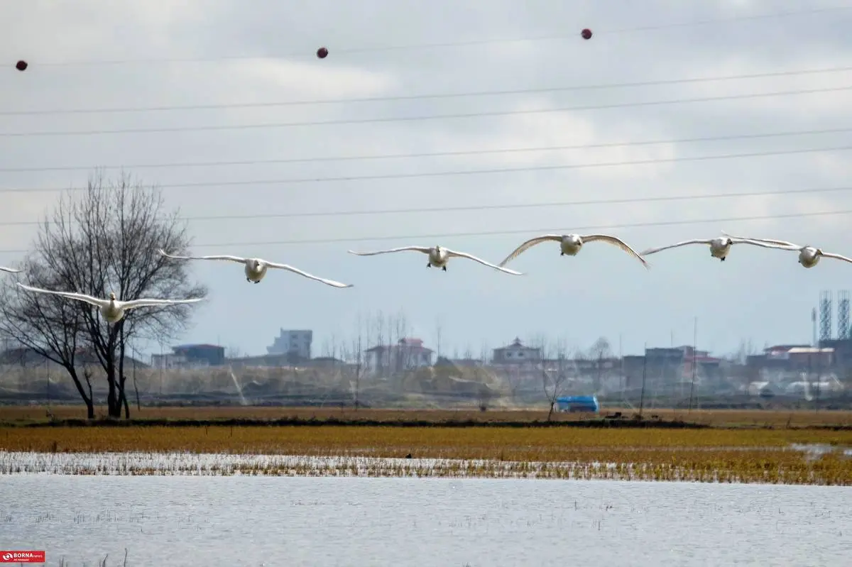 تصاویر؛ سرخرود مازندران میزبان قو‌های آوازخوان 13